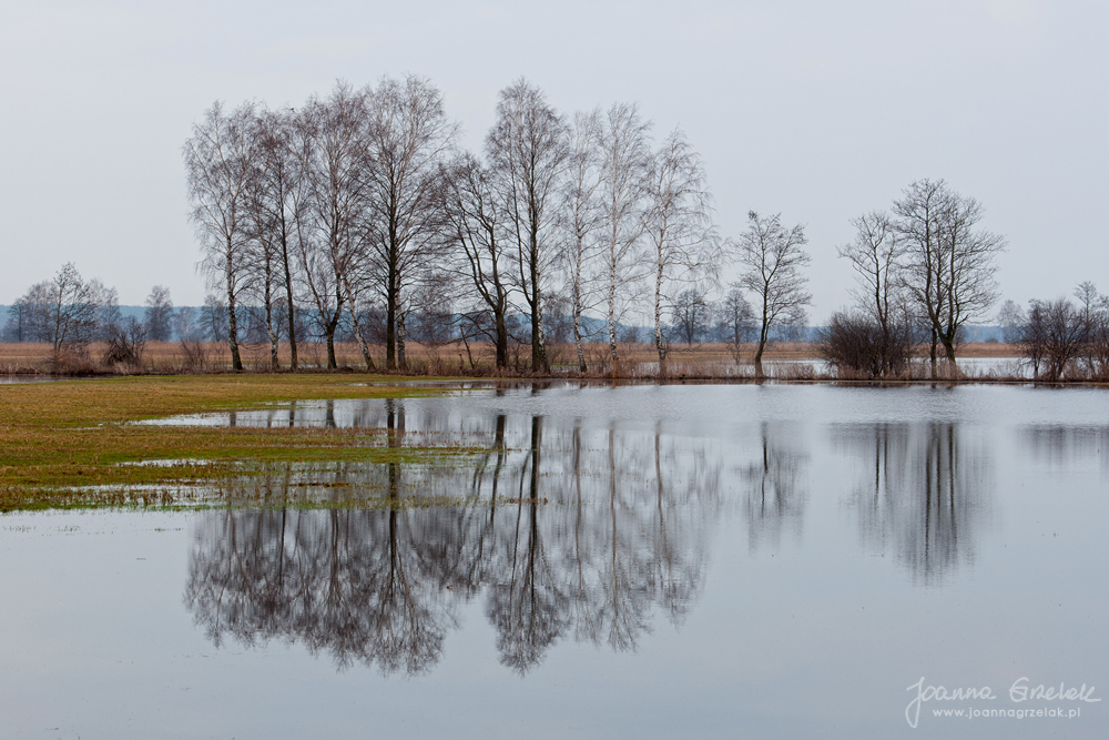 010_Biebrza - kwiecien 2013.jpg